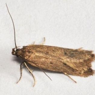 Bryotropha politella (Satin Moss-moth) - Norfolk Micro Moths - The ...