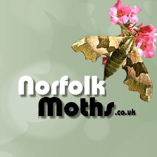 Norfolk Moths - The macro and micro moths of Norfolk.