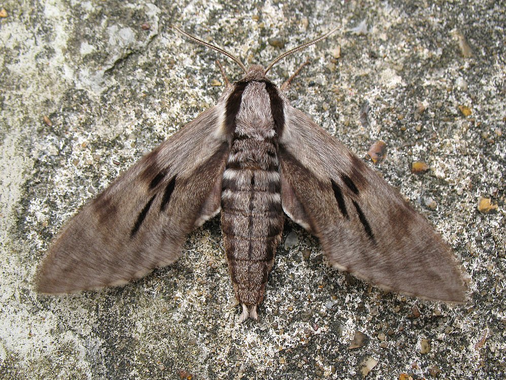 Pine Hawk-moth. 