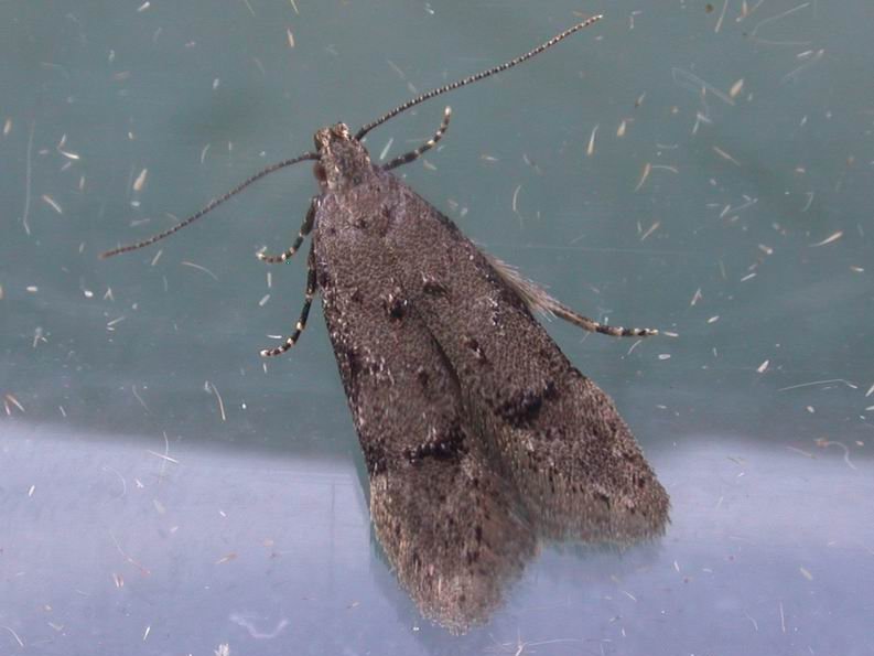 Teleiodes vulgella (Common Groundling) - Norfolk Micro Moths - The ...